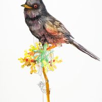 Fauvette pitchou, aquarelle et stylo, 56 x 76 cm, 2015 © Marie Tijou Fauvette pitchou, aquarelle et stylo, 56 x 76 cm © Marie Tijou