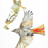 Rougequeue noir, aquarelle et crayon, 56 x 76 cm, 2015 © Marie Tijou Rougequeue noir, aquarelle et crayon, 56 x 76 cm, 2015 © Marie Tijou