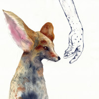 Fennec, aquarelle et gravure, 50 x 50 cm, 2021 © Marie Tijou